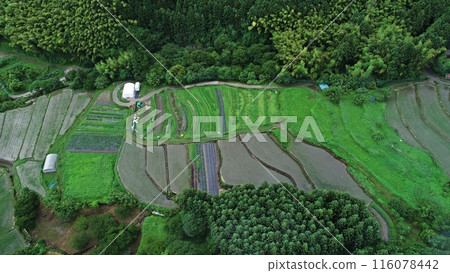 清晨鳥瞰梯田,綠意盎然 清晨鳥瞰梯田,綠意盎然 116078442