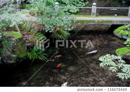 優雅的游泳鯉魚 116078489