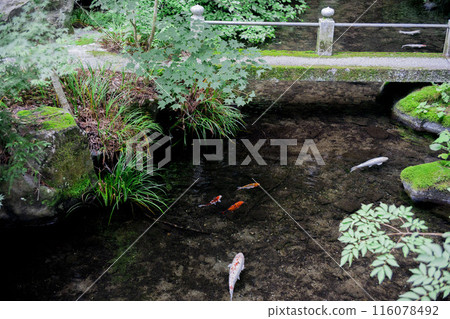 優雅的游泳鯉魚 優雅的游泳鯉魚 116078492