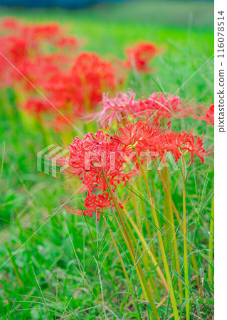 [秋季素材]沐浴在朝陽下的紅蜘蛛百合[長野縣] 116078514
