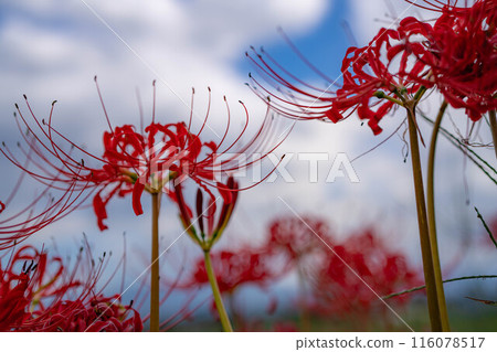 [Autumn material] Red spider lily bathing in the morning sun [Nagano Prefecture] 116078517