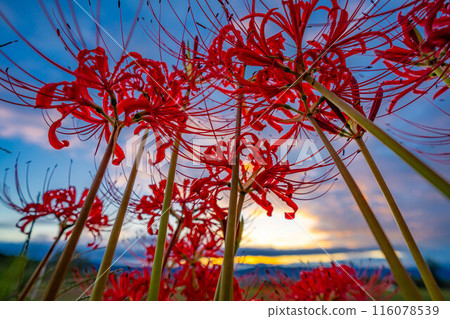 [秋季素材]沐浴在朝陽下的紅蜘蛛百合[長野縣] 116078539