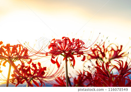 [Autumn material] Red spider lily bathing in the morning sun [Nagano Prefecture] 116078549