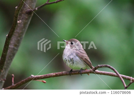 A Japanese bush warbler after the rain A Japanese bush warbler after the rain 116078606