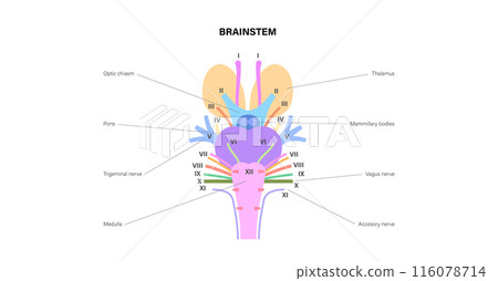 Cranial nerves anatomy 116078714