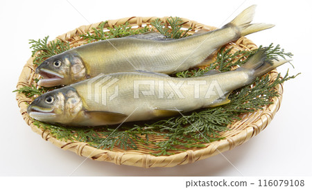 香魚_日本代表河魚 116079108
