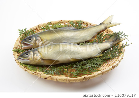 Ayu - Japan's representative river fish 116079117