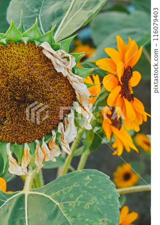 Flower sunflower bloom on a field of sunflowers droop  116079403