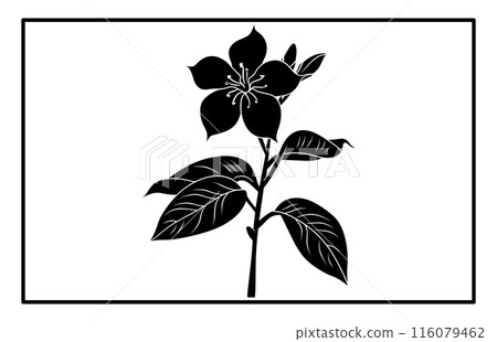 Arabian jasmine flower silhouette, Branch of Arabian Jasmine (Sambac) with flowers, buds and leaves 116079462