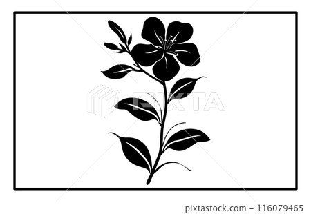 Arabian jasmine flower silhouette, Branch of Arabian Jasmine (Sambac) with flowers, buds and leaves Arabian jasmine flower silhouette, Branch of Arabian Jasmine (Sambac) with flowers, buds and leaves 116079465
