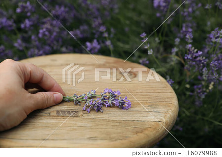 Caucasian female hand holds bunch of lavender flowers against blurred floral garden background. Vintage round wooden table. Eco gardening, lifestyle herbal concept. Natural still life. 116079988