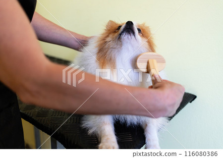 A professional combs the fur of a decorative dog on the neck with a slicker brush. 116080386