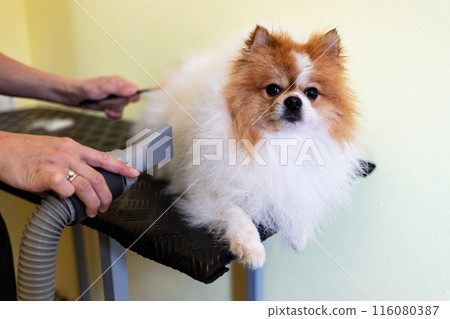 The groomer's hands comb and dry the German Spitz's fur with a hair dryer. The groomer's hands comb and dry the German Spitz's fur with a hair dryer. 116080387
