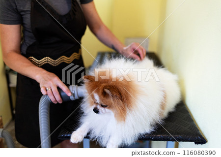 A groomer dries a German Spitz's coat with a hair dryer after brushing and washing. 116080390