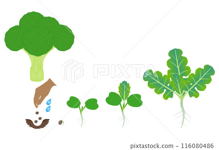 Sequence of a plant of a broccoli growing isolated on white. Sequence of a plant of a broccoli growing isolated on white. 116080486