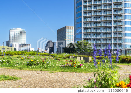Scenery of Futako Tamagawa Park: A lush urban park and tower apartments [Setagaya Ward, Tokyo] 116080646