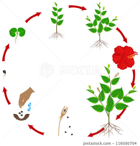 Life cycle of hibiscus plant on a white background. 116080704