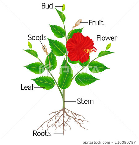 Parts of hibiscus plant on a white background. 116080787