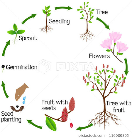 A growth cycle of pink magnolia plant on a white background. A growth cycle of pink magnolia plant on a white background. 116080805