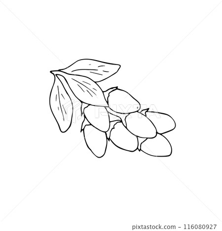 Multiple goji berries on the branch with leaves. Hand-drawn illustration, isolated on white. Multiple goji berries on the branch with leaves. Hand-drawn illustration, isolated on white. 116080927