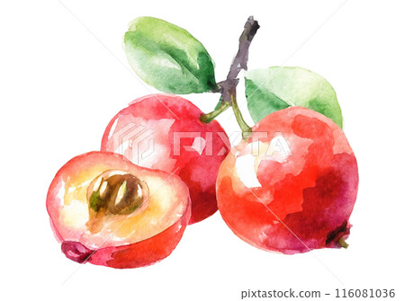 Watercolor acerola illustration 116081036
