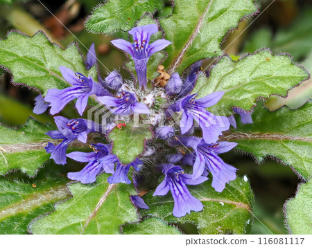 Scenery with sagebrush 116081117