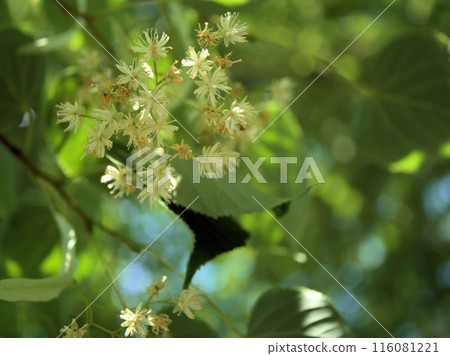 六月盛開的美麗的白色椴樹花 116081221