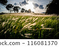 Dramatic sunset scene over the grass flowers inside tropical rainforest. 116081370