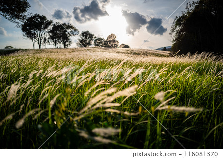 Dramatic sunset scene over the grass flowers inside tropical rainforest. 116081370