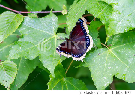 Kiberitateja 116081675