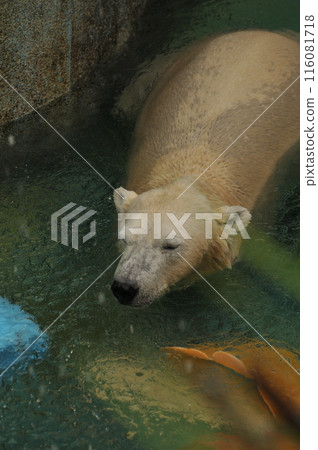 World Garden 116081718