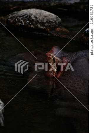 World Garden 116081723