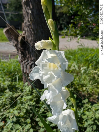 White gladiolus flowers blooming in a garden in early summer White gladiolus flowers blooming in a garden in early summer 116081768