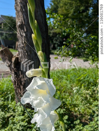 White gladiolus flowers blooming in a garden in early summer White gladiolus flowers blooming in a garden in early summer 116081769