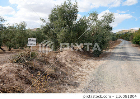 Beautiful pregnant woman with big belly in late pregnancy, looking at camera, posing with naked belly over studio background with neon lights, dressed in stylish white blazer. Pregnancy. Maternity 116081804