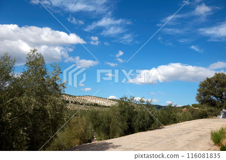 Beautiful pregnant woman with big belly in late pregnancy, looking at camera, posing with naked belly over studio background with neon lights, dressed in stylish white blazer. Pregnancy. Maternity 116081835