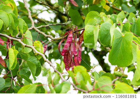 Bright red pods of a Judas tree with green leaves. Cercis siliquastrum 116081891