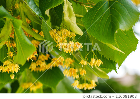 Linden trees delicate blossoms in lush green leaves close up. Beautiful wild fragrant healing flowers for relaxing herbal tea 116081908