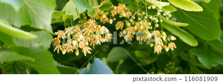 Delicate fragrant Linden or Basswood tree flower in june. Healing blossom on a flowering summer plant branch. Eco natural banner background 116081909