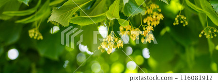 Medicional Tilia cordata blossoms on a LInden tree branch close up. Calming tea ingredient in nature. Summer banner background 116081912