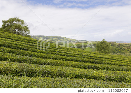 A lush green field with a tree in the background 116082057