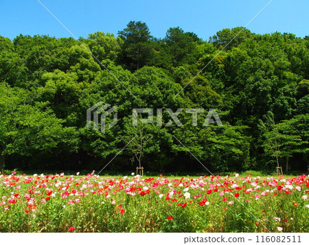 Poppy fields and fresh green forest scenery in early summer Poppy fields and fresh green forest scenery in early summer 116082511