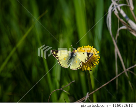 大腸桿菌 116082618