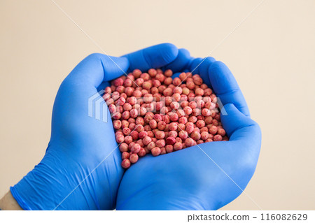 Close-up of a handful in the hands in the form of a heart etched soybean seeds Close-up of a handful in the hands in the form of a heart etched soybean seeds 116082629