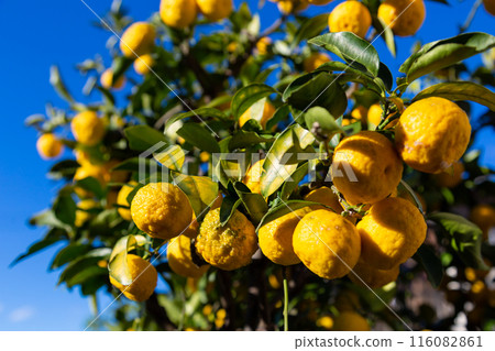 Yuzu in the garden Yuzu in the garden 116082861