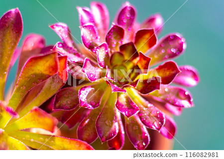 Flower Aeonium Schwarzkopf succulent. Leaves plant. 116082981