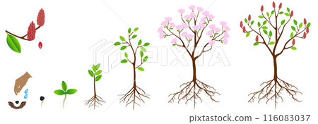 Cycle of growth of pink magnolia plant on a white background. Cycle of growth of pink magnolia plant on a white background. 116083037