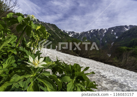 The lily of the valley blooms in the Hakuba Daisetsukei valley 116083157