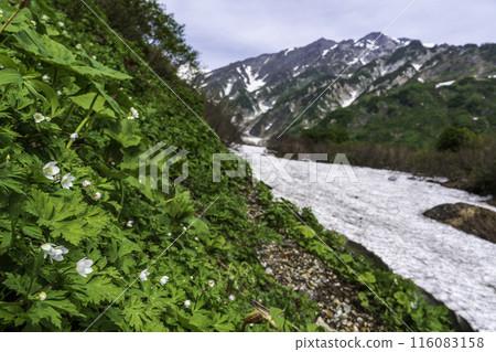 The periwinkle flowers blooming in the Hakuba Daisetsukei valley The periwinkle flowers blooming in the Hakuba Daisetsukei valley 116083158