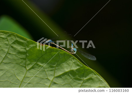Primitive lotus pond - The love season of the blue-tailed skimmer Primitive lotus pond - The love season of the blue-tailed skimmer 116083160